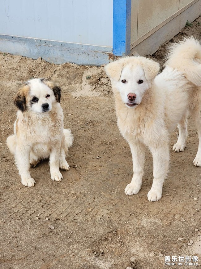 中華田園犬