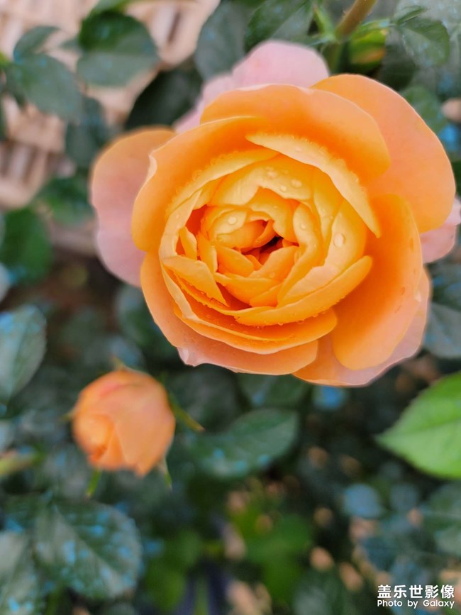 《每周星鮮事》 第61期