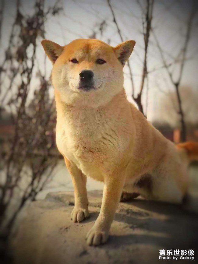 我的狗狗 note20拍攝