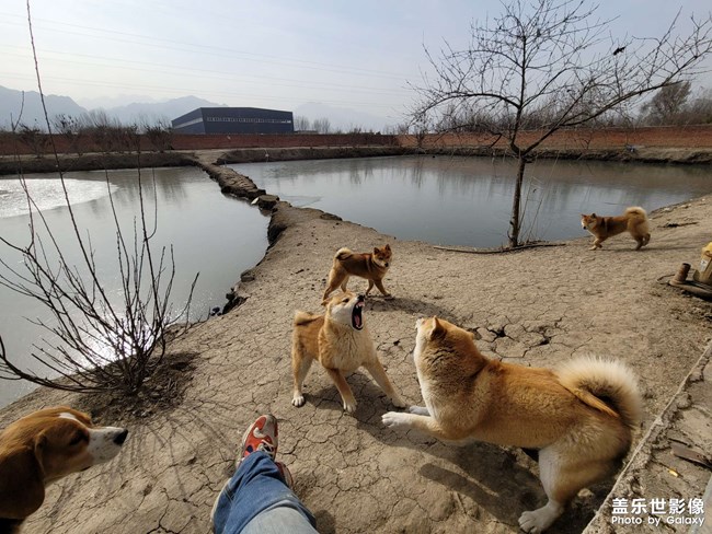 note20拍攝我的旺旺狗  侄子和他叔的打架日常