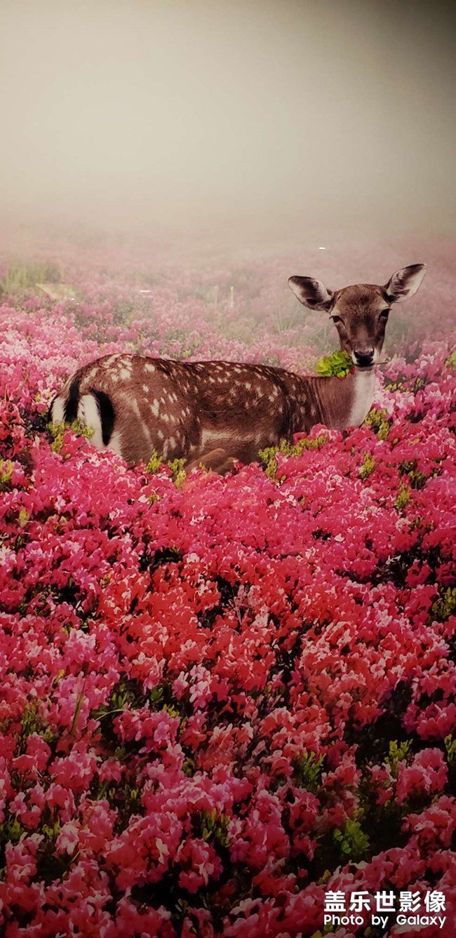 NOTE9手機(jī)壁紙