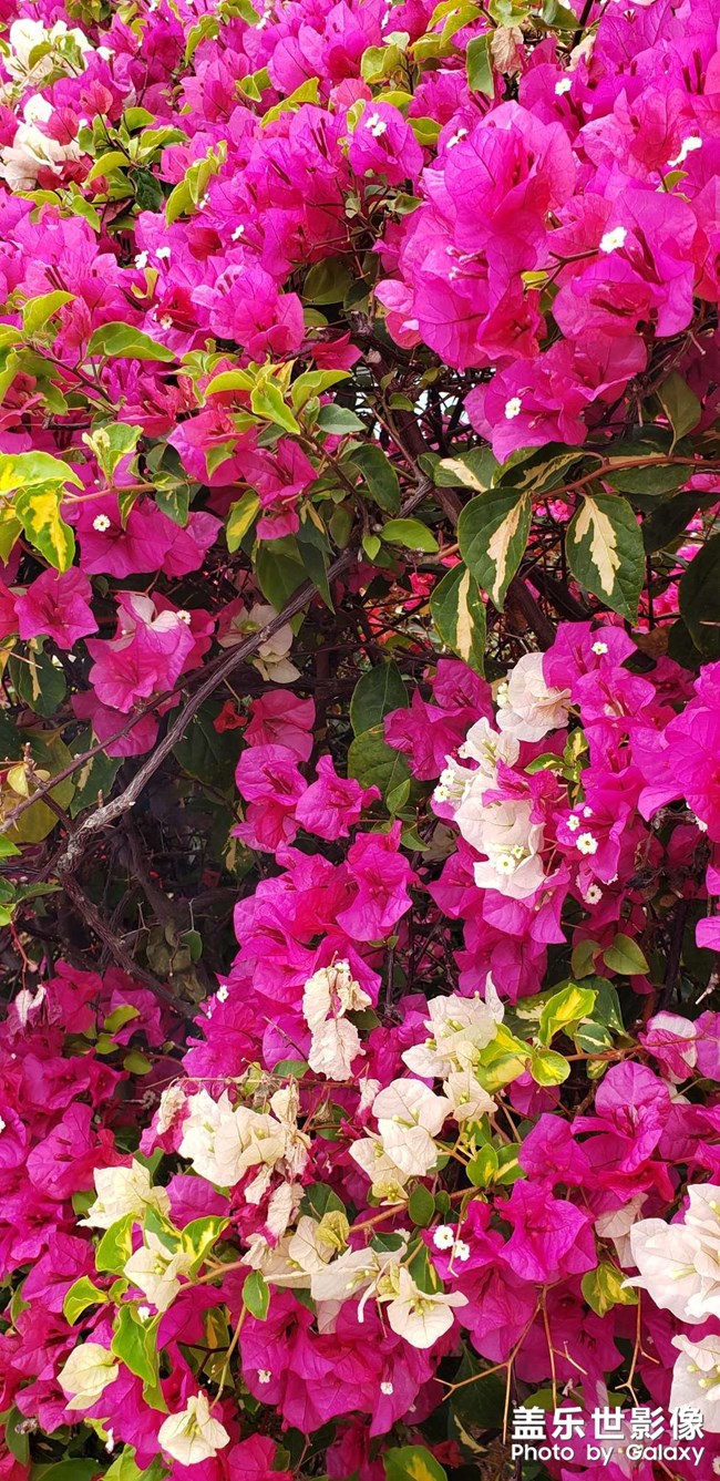 NOTE9手機(jī)壁紙