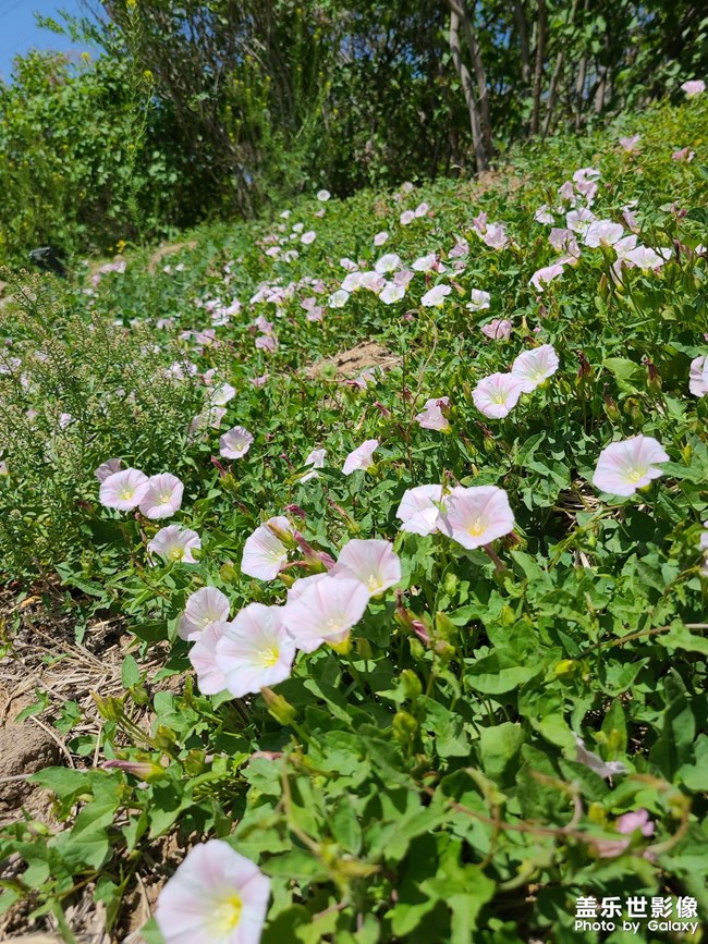 路邊的野花原來是藥材