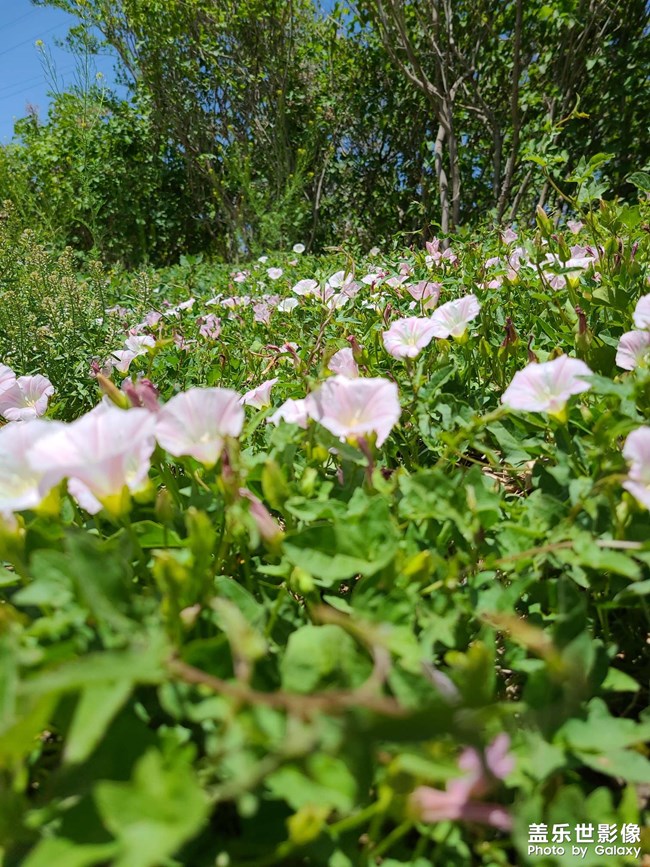 路邊的野花原來是藥材