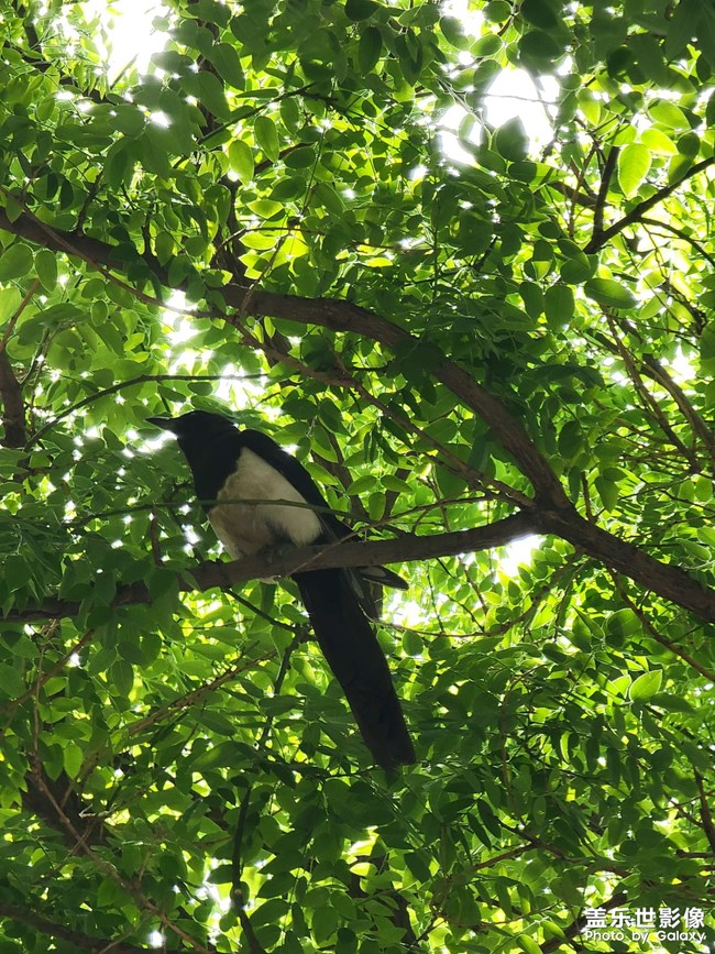 早晨店門口的喜鵲