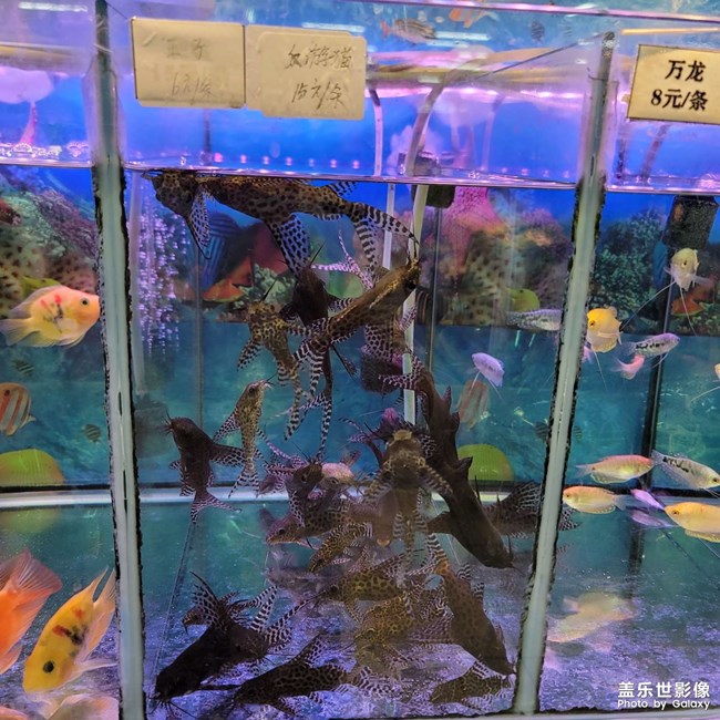 魚，寵物魚