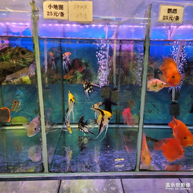 魚，寵物魚
