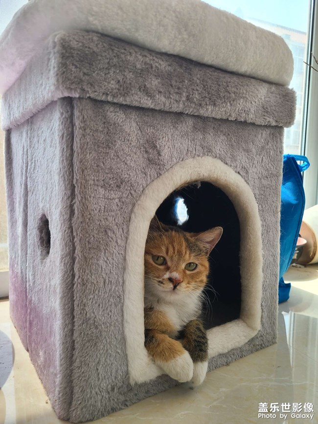 哈哈，我家大胖貓