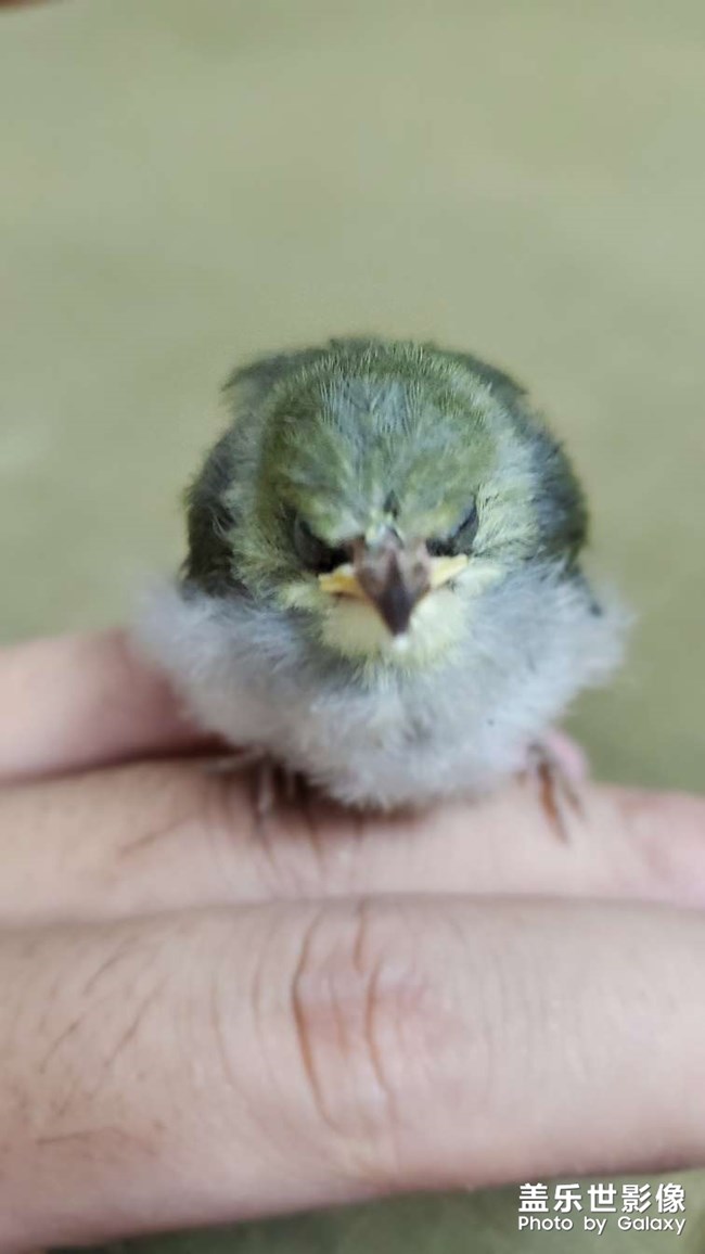 賜名, 我叫小芒果！