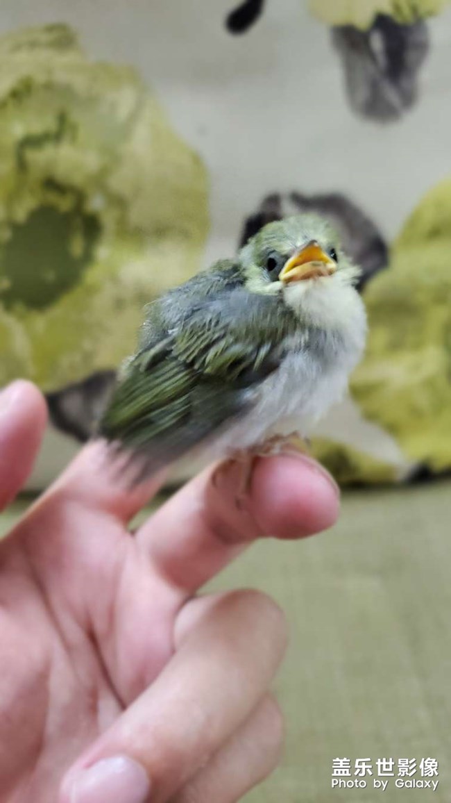 賜名, 我叫小芒果！