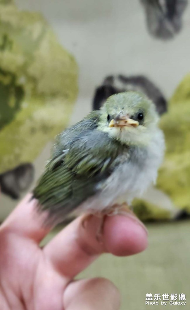 賜名, 我叫小芒果！