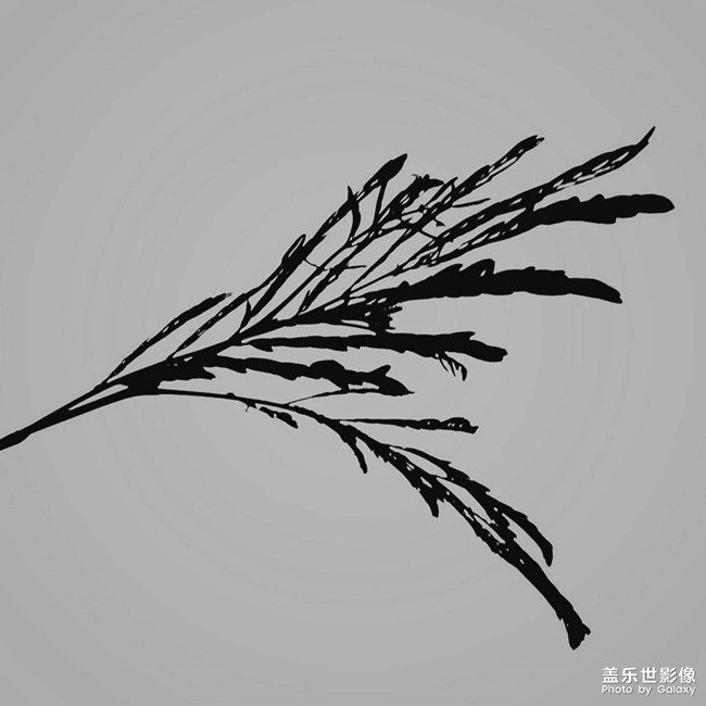 免打擾已開啟 直到我將其關(guān)閉