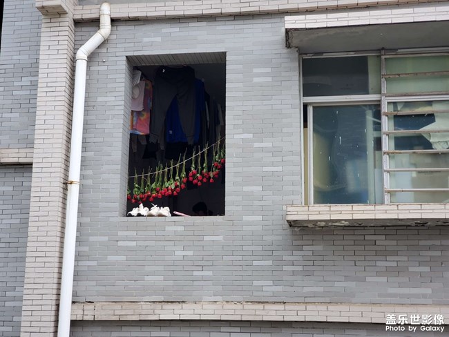 窗邊的玫瑰花