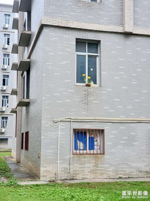 長(zhǎng)在窗邊的花兒