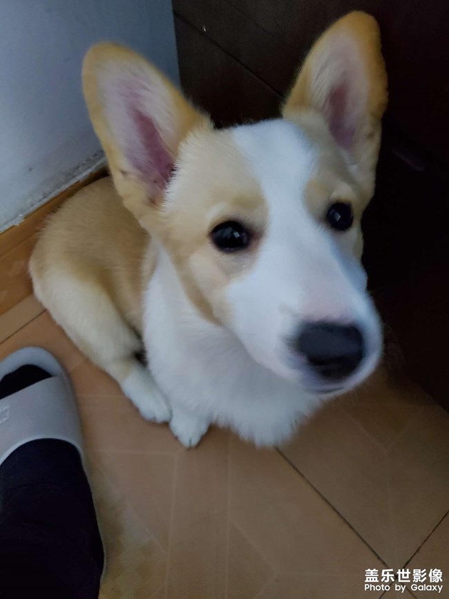 狗剩