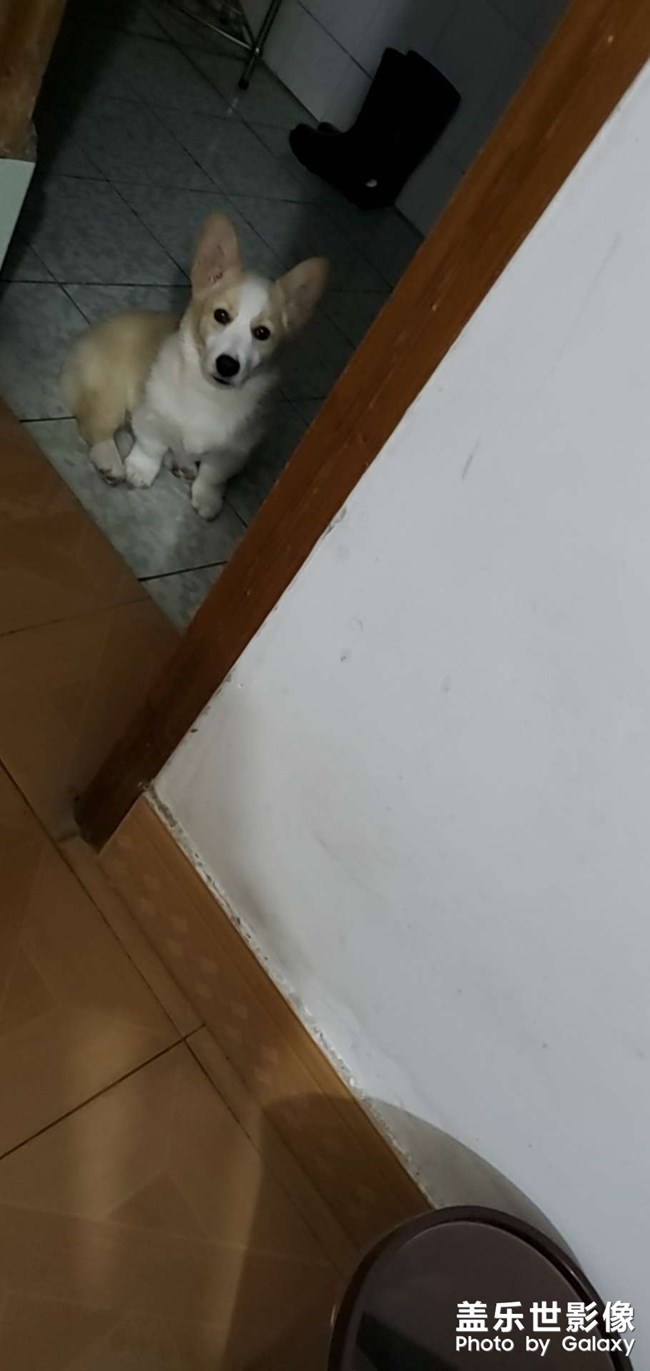 狗剩