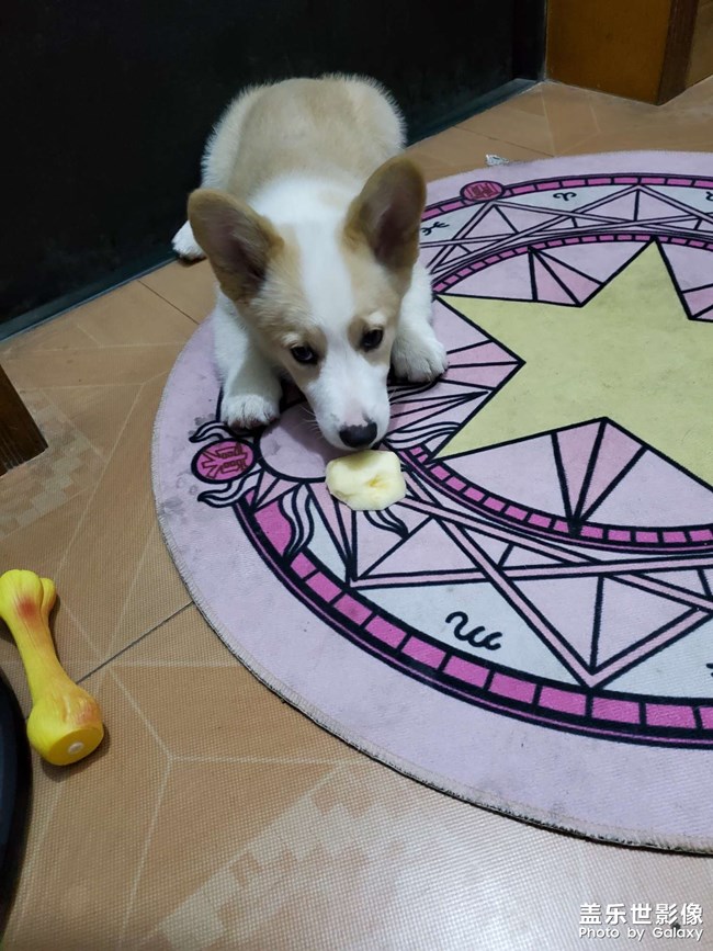 狗剩