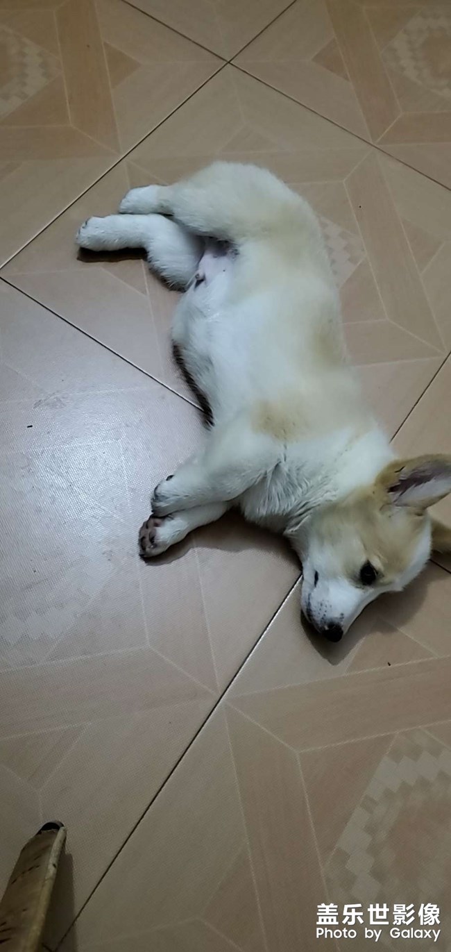 狗剩