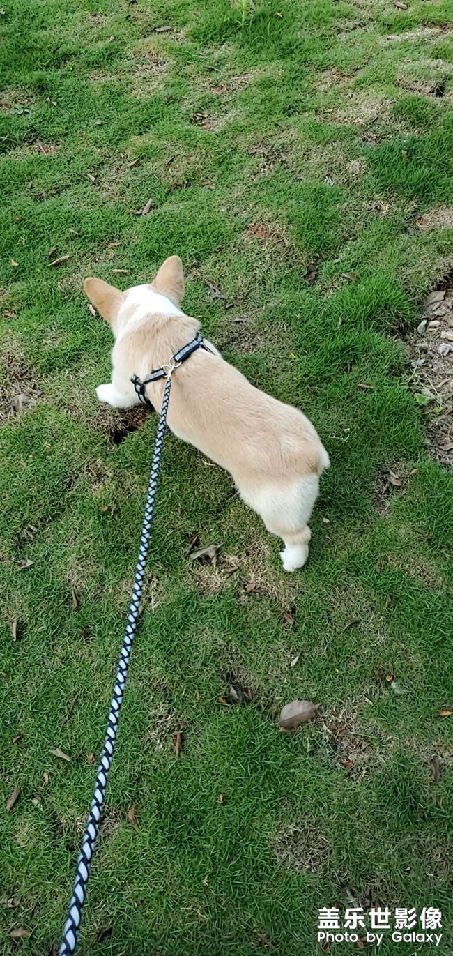 狗剩