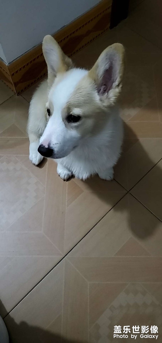 狗剩