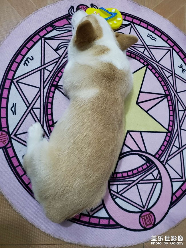 狗剩