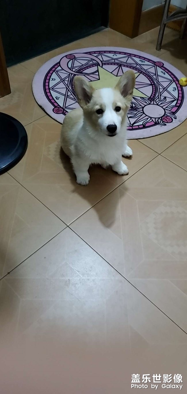 狗剩