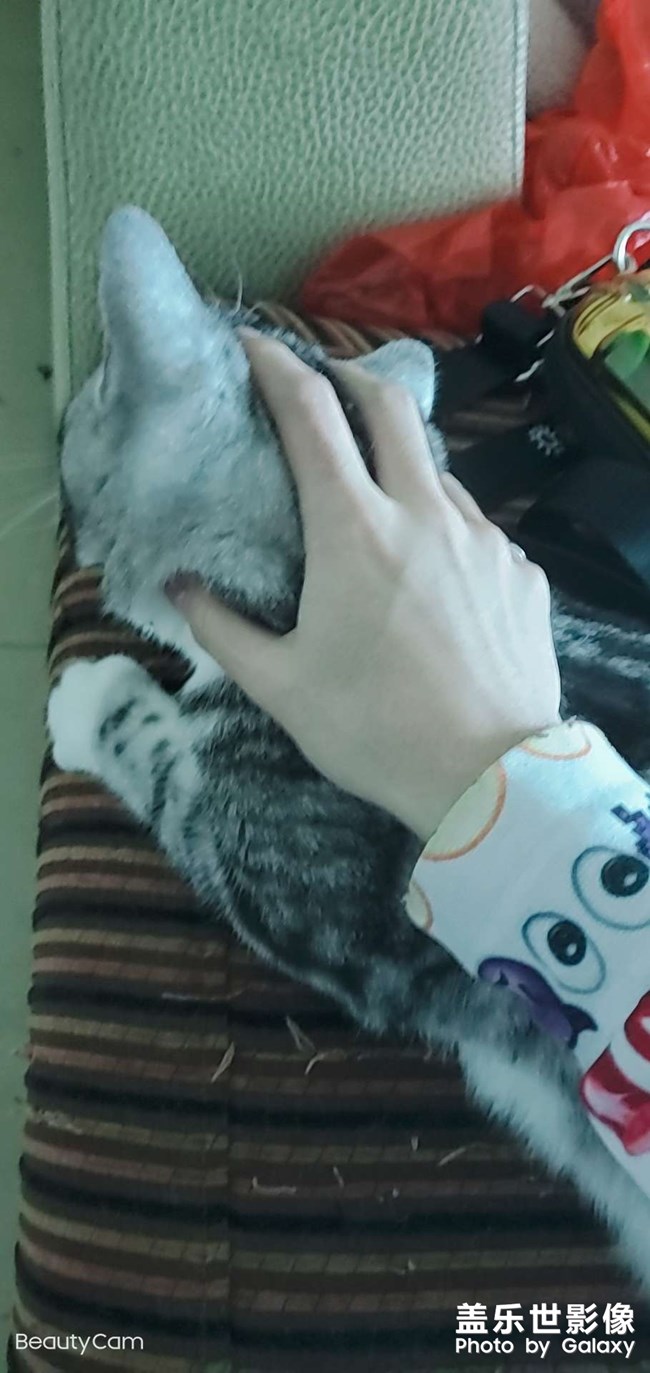 狂擼狗子