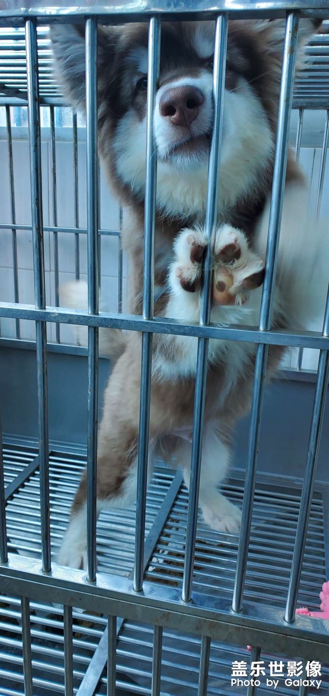 狂擼狗子