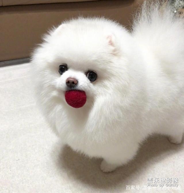 太可愛了