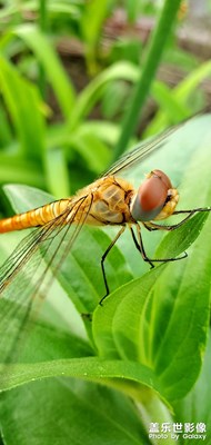 隨手拍～夏日傍晚
