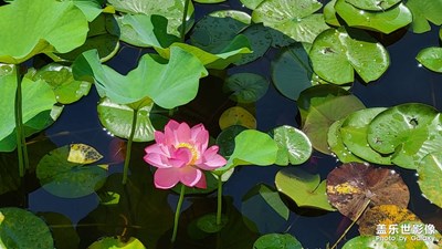 【星動(dòng)一夏】+雨后香山