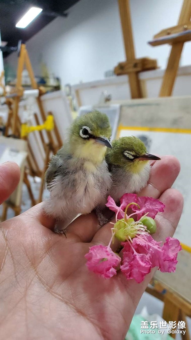 喜歡在手里睡覺的小家伙??