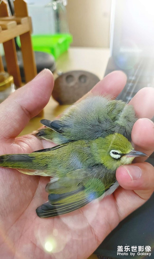 喜歡在手里睡覺的小家伙??