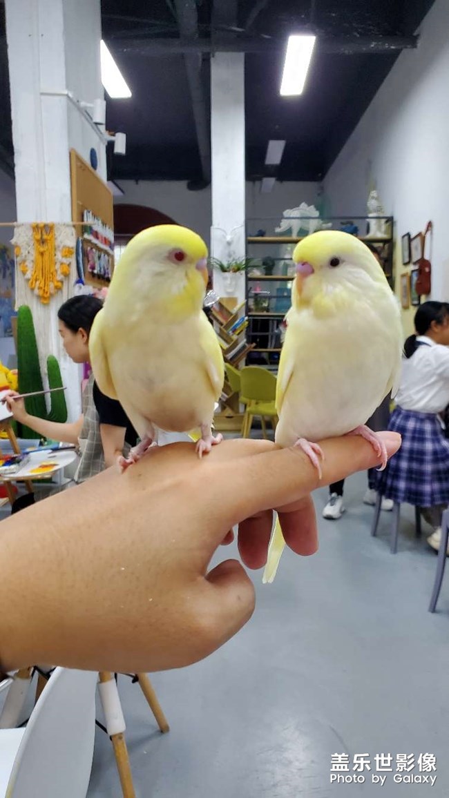 喜歡在手里睡覺的小家伙??