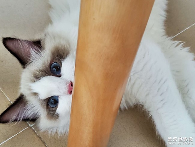 誰家沒個小可愛