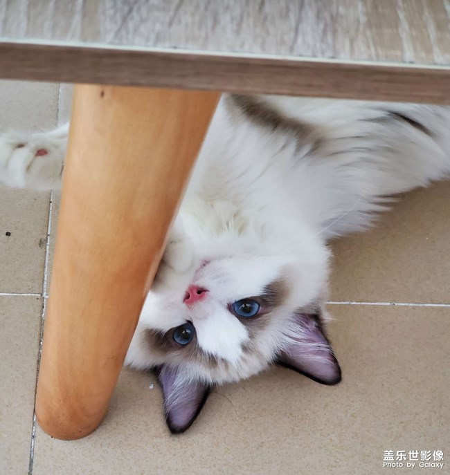 誰家沒個小可愛