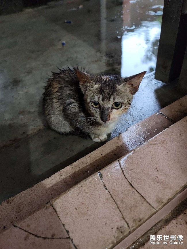 暴雨中的貓咪