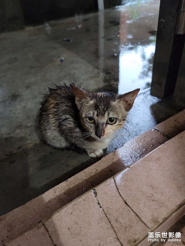 暴雨中的貓咪