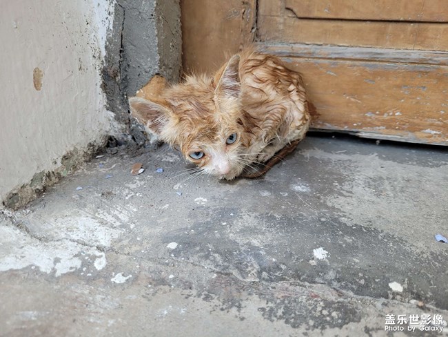 我的流浪小貓逆襲記