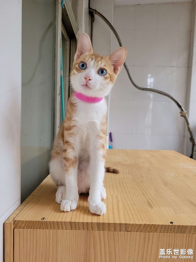 我的流浪小貓逆襲記