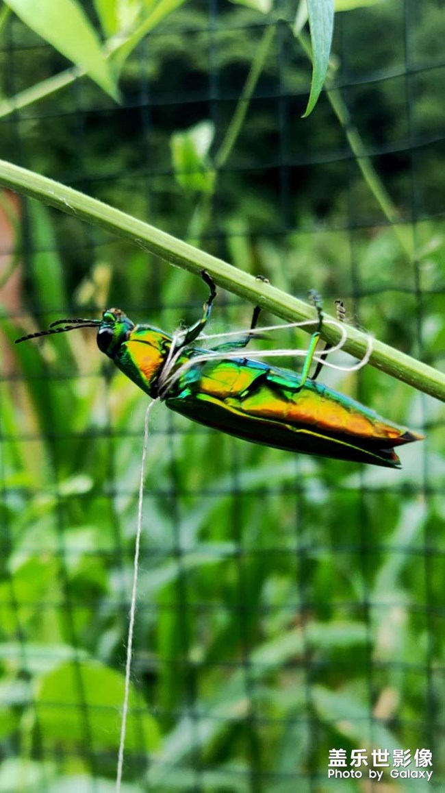 蟬噪林逾靜，鳥鳴山更幽
