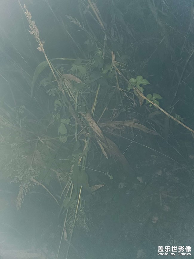 閃光燈不同步請問各位大佬有何方法？