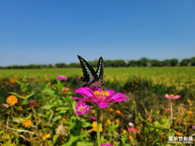 【影像從心】+路邊的花花草草