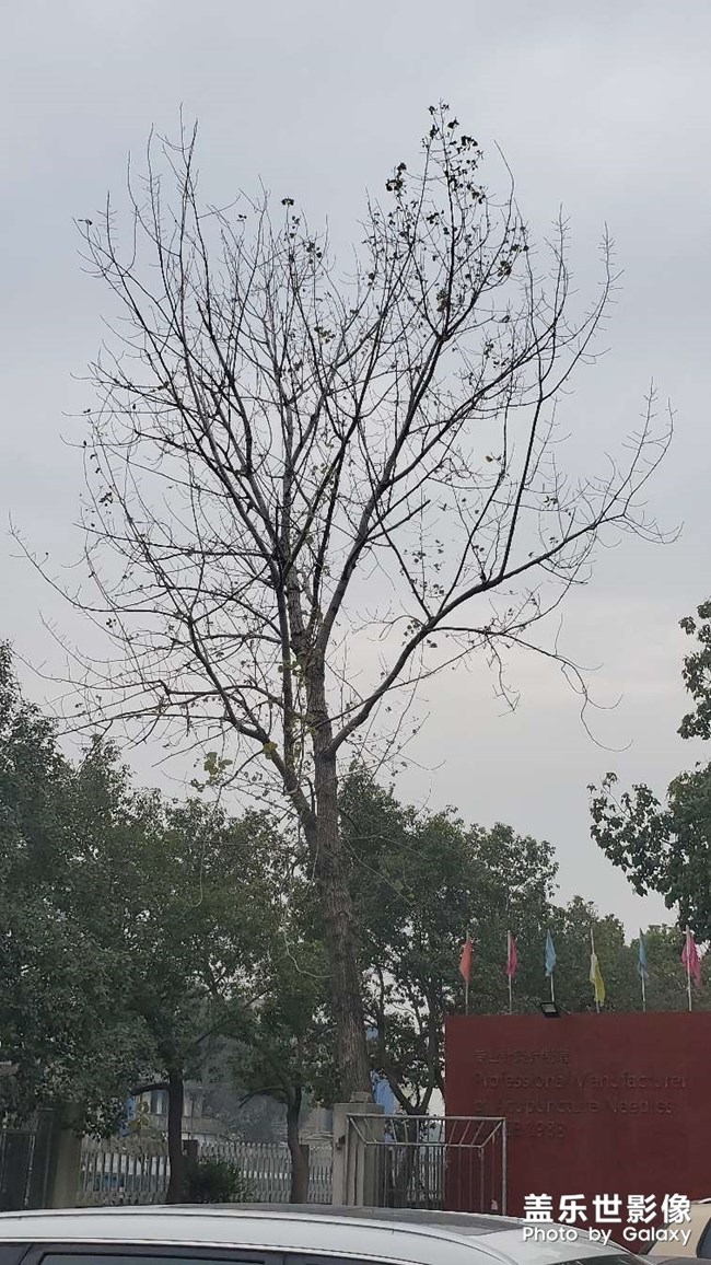 頑強(qiáng)的剩下為數(shù)不多的葉片了