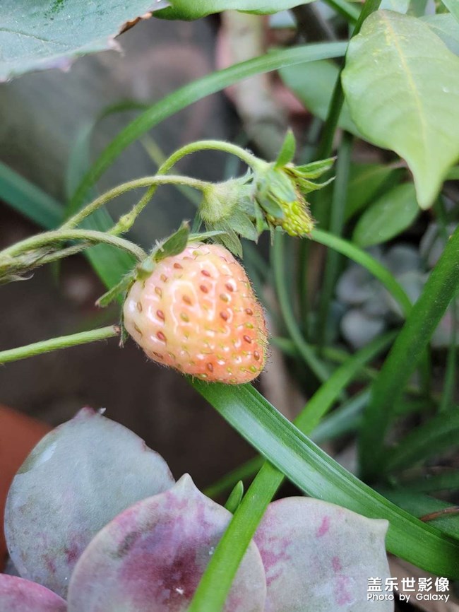 自己養(yǎng)的草莓快熟了