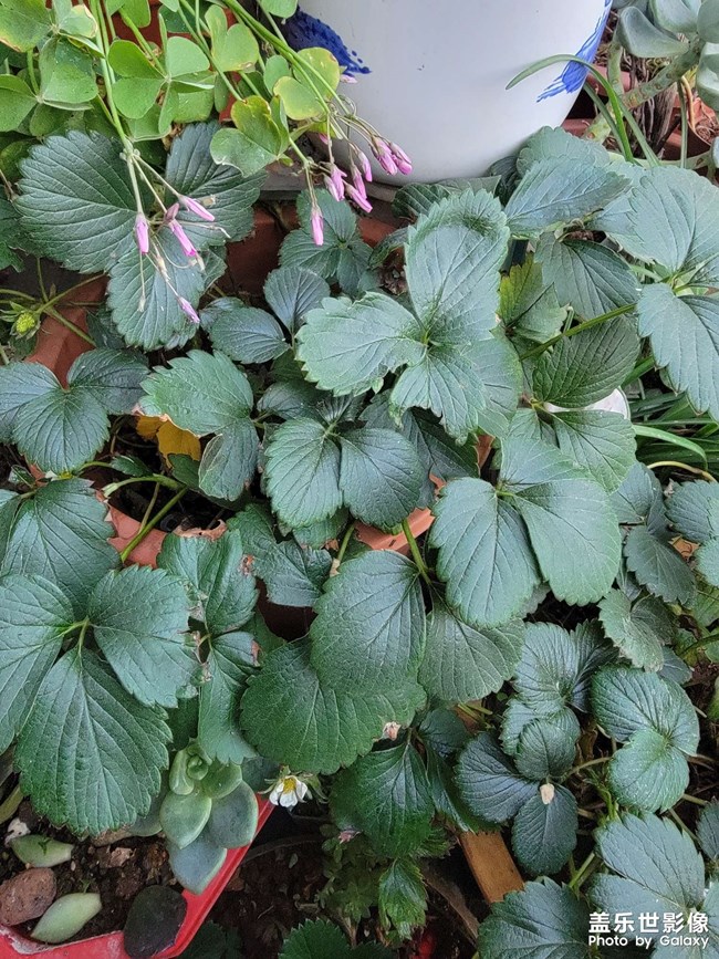 自己養(yǎng)的草莓快熟了