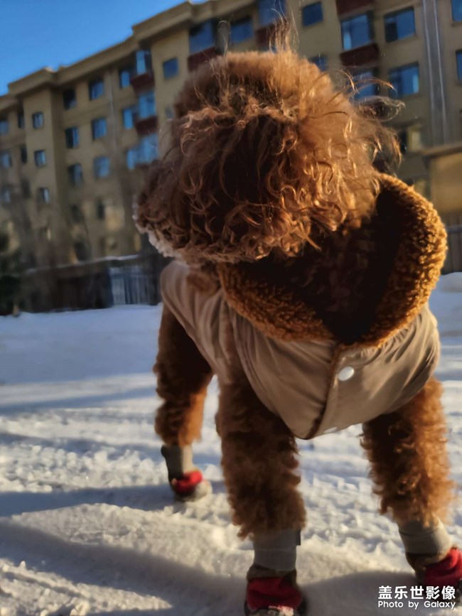 我家萌萌噠小神獸