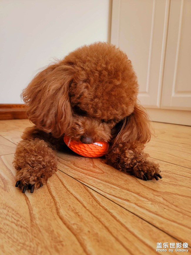 我家萌萌噠小神獸