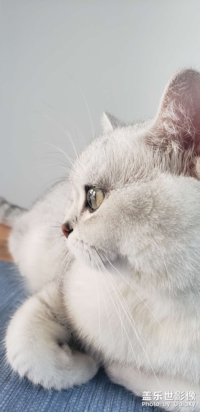 辦公室的一只貓咪