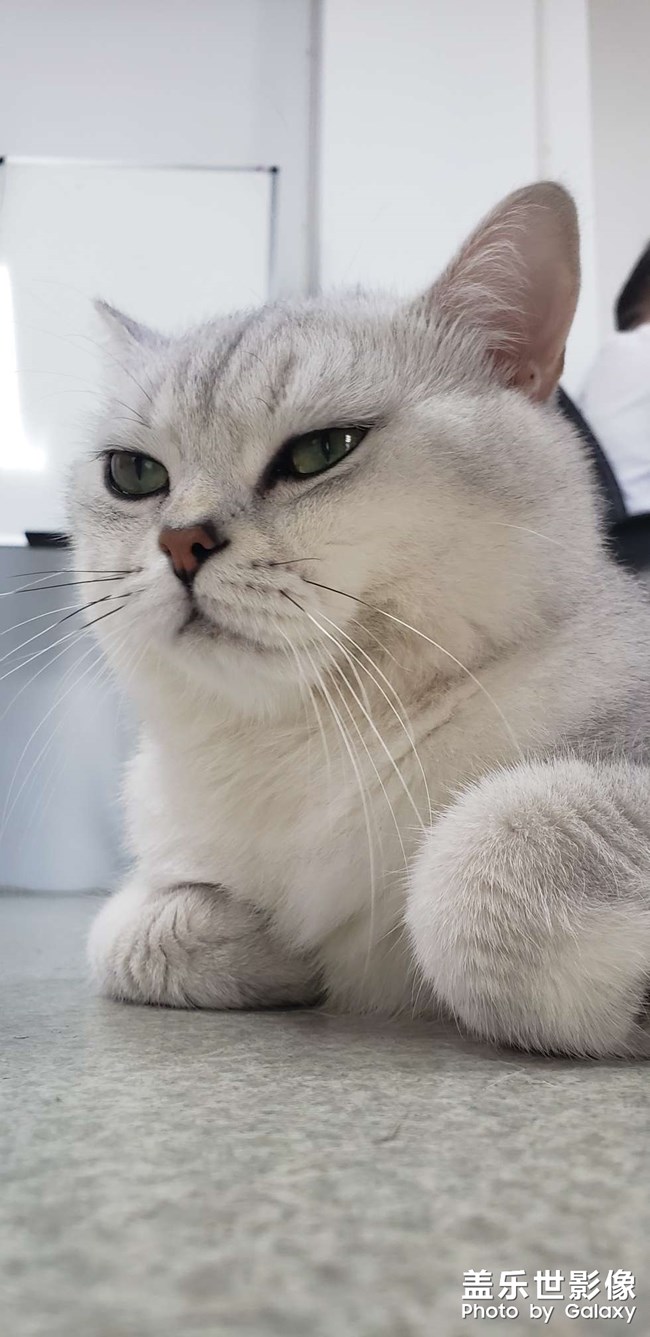 辦公室的一只貓咪